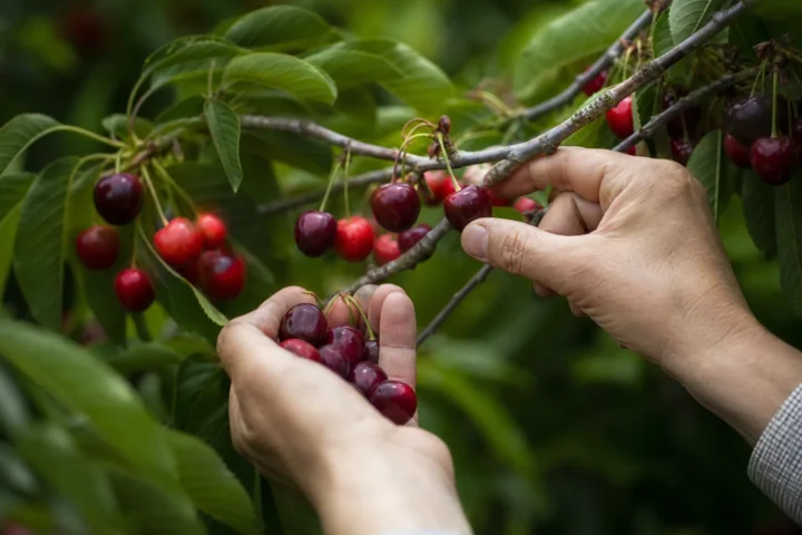 cherry tree picking selective - Cherry picking - wybieranie badań które pasują do tezy