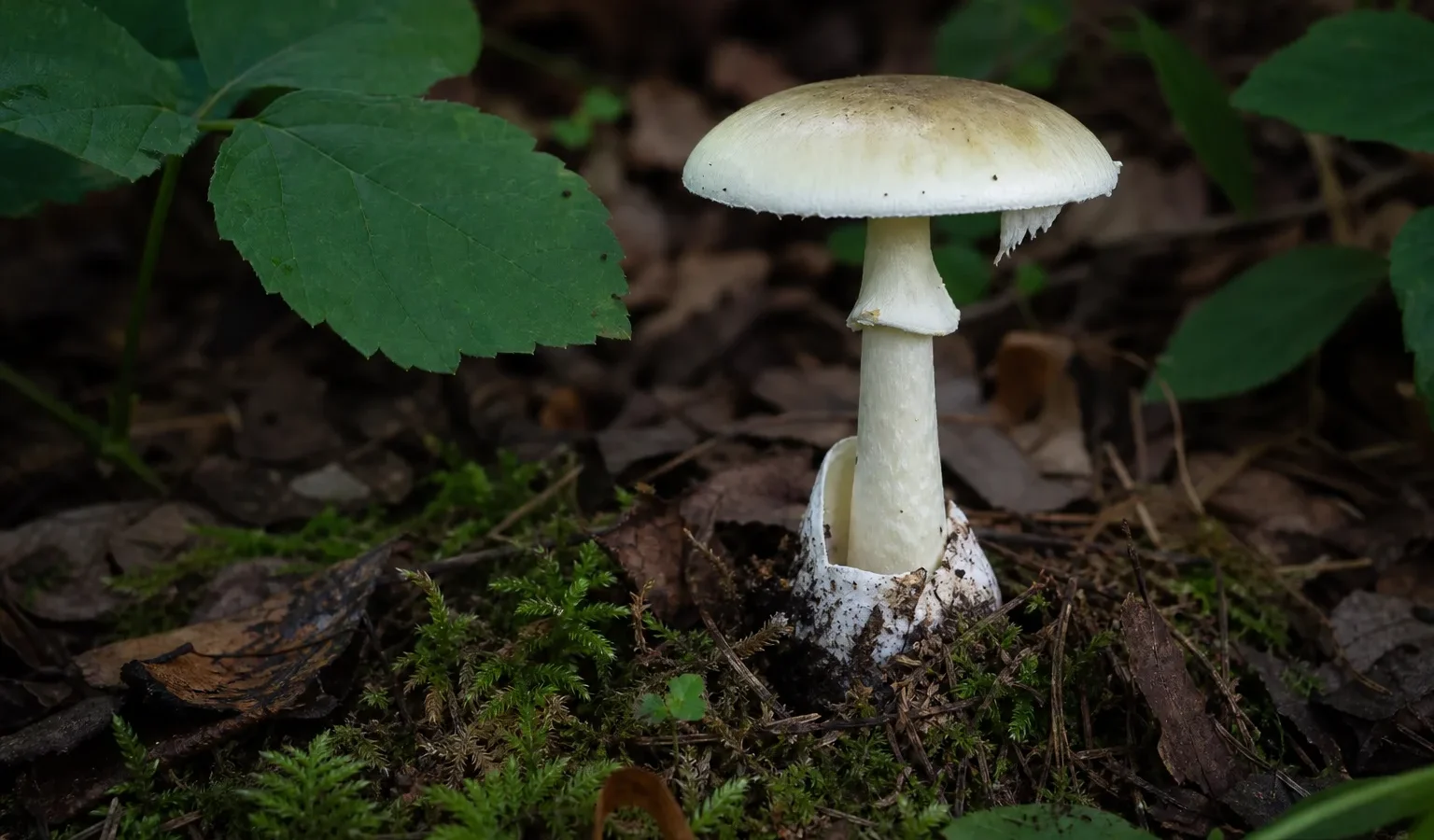 poisonous mushroom plant nature - „Naturalne = bezpieczne” - błąd myślowy który zabija