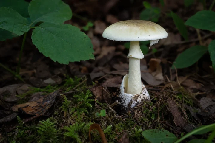 poisonous mushroom plant nature - „Naturalne = bezpieczne” - błąd myślowy który zabija